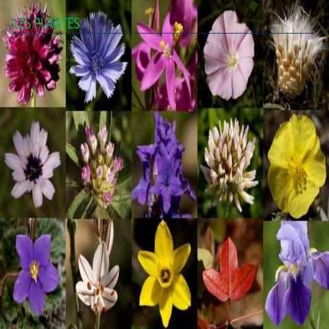 Les plantes