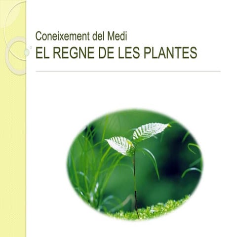 Les plantes