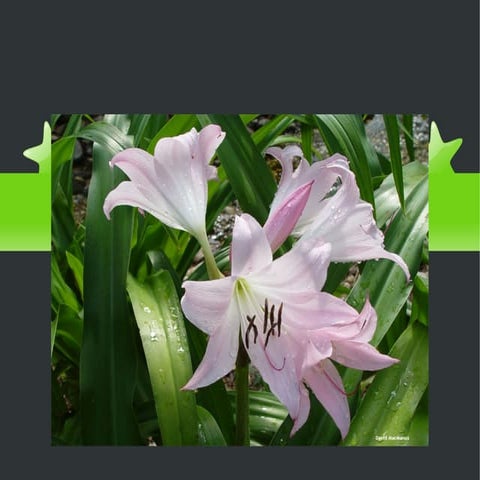 Les plantes classificacio i caracteristiques 