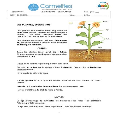 Les plantes didakids