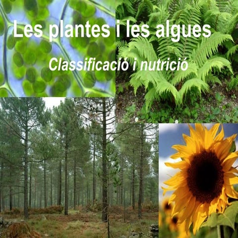 Les plantes i les algues