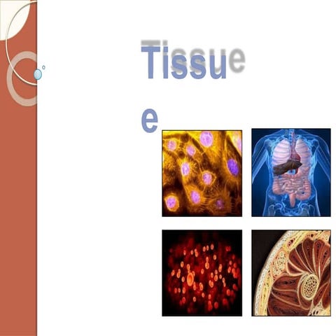 Human tissue | PPTX