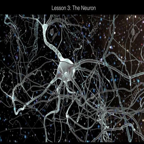 Lesson 3   The neuron
