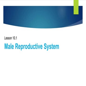 lesson 1.1 grade10 male reproductive 3rd quarter..pptx