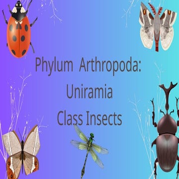 phylum arthropoda, class insects for high school
