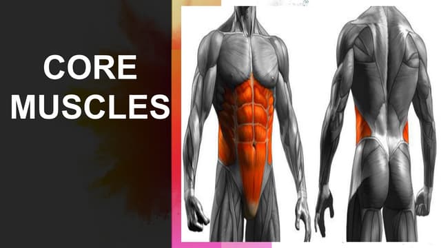 Physical Education (BODY SHAPES) | PPTX