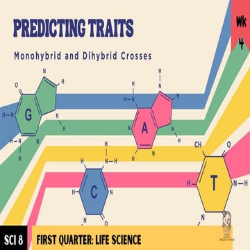 Lesson 14- Punnet Square.pdfeqwre5rtyujhgfdsaertyhfgvc