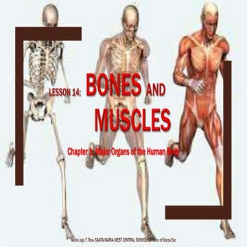 Lesson 14 Bones and Muscles