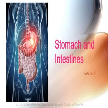 Lesson 15 stomach and intestines