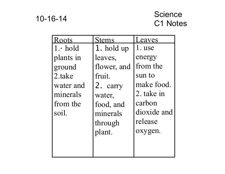 What Do Roots, Stems and Leaves Do?