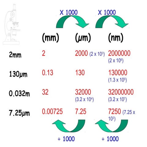 AS Biology Lesson 2 - Measuring Cells