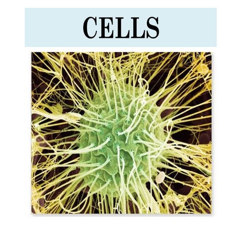 Lesson 2a_ Plants vs animals' cells.ppt is about the difference between plant...