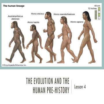 Lesson 4-The Evolution and The Human Pre History.pdf