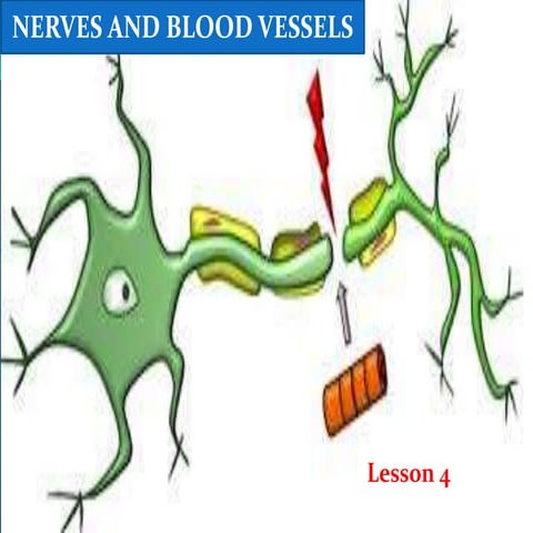 Lesson 4 (Nerves and Blood Vessels of the Spinal Column and Thorax).pptx