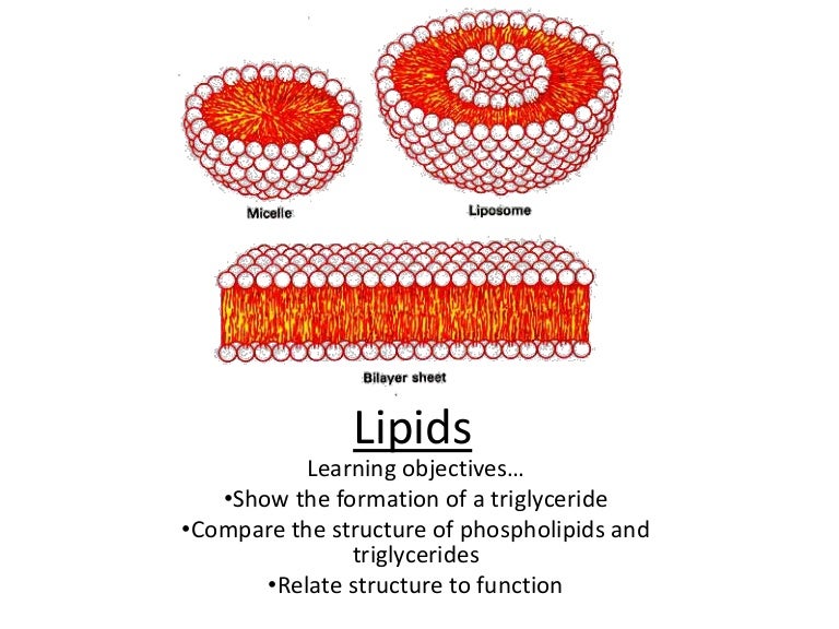 Solution Lipids Definition Classification And Role Of vrogue.co