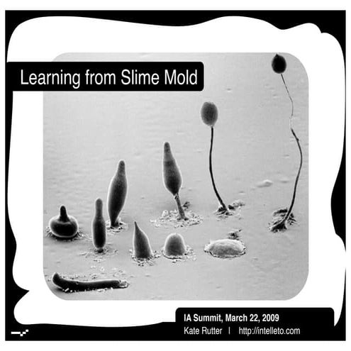 Lecture 24 slime molds | PPT