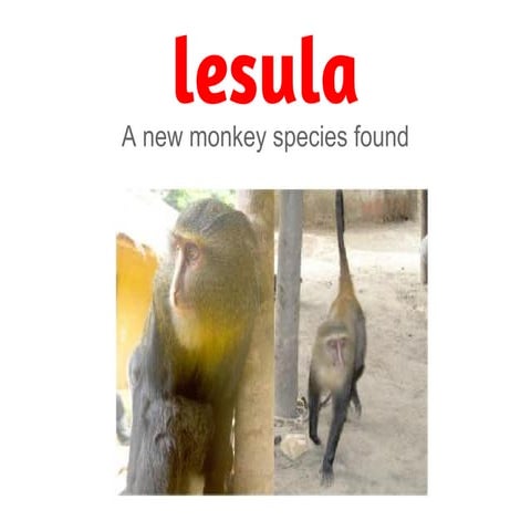 Lesula