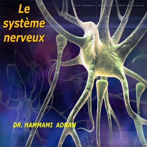 Le système nerveux an ah 