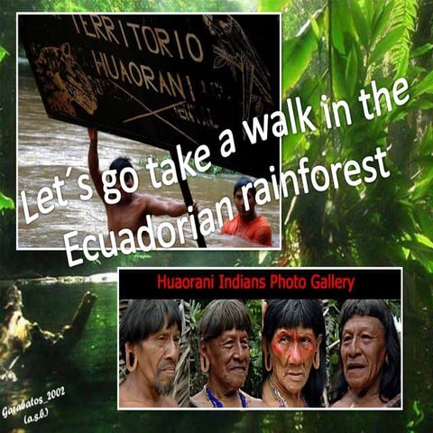 Let's Go Take a Walk in the Ecuadorian Rainforest.