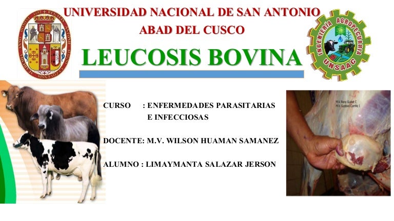 infecciones oculares bovinas infecciones oculares bovinas
