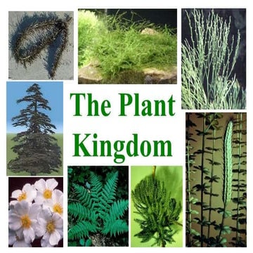 kingdom of plantae,plant kingdom,pteridophyte
