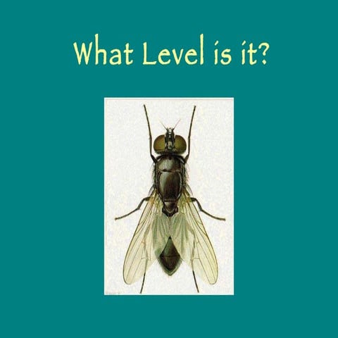 Levels of Organization Review