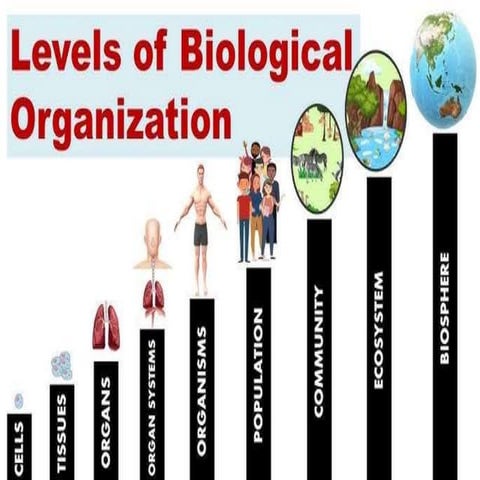levelsofbiologicalorganization-160210223046 (1).pptx
