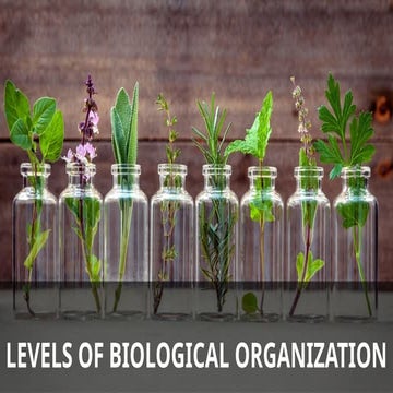 Levels of Biological Organization Updated