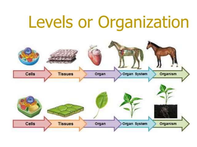 Levels Of Organization From Simplest To Most Complex Levels of Organization.pptx
