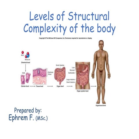 Levels of Structural Complexity of the body.pptx