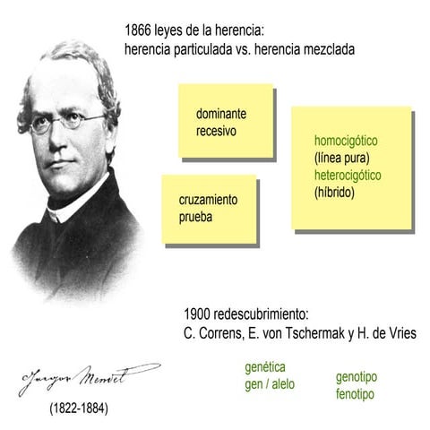 Leyes De  Mendel