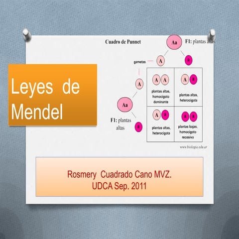Leyes de mendel (2)