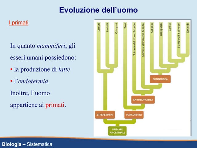 Lez. evoluzione uomo