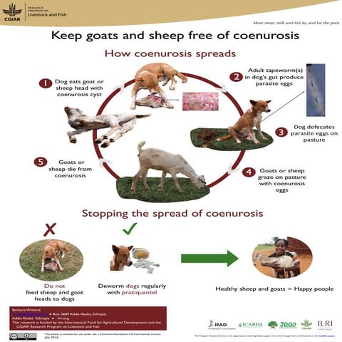 Keep goats and sheep free of coenurosis
