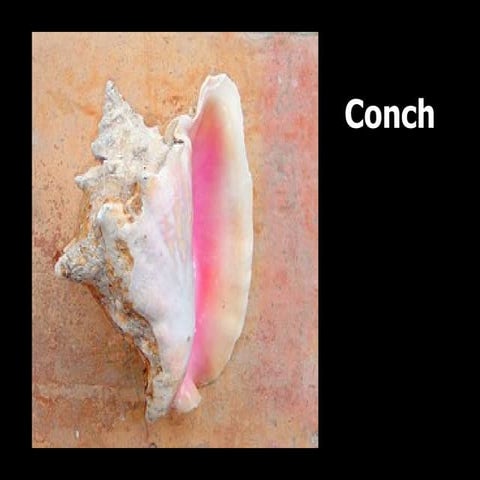 Lord of the Flies Pictures