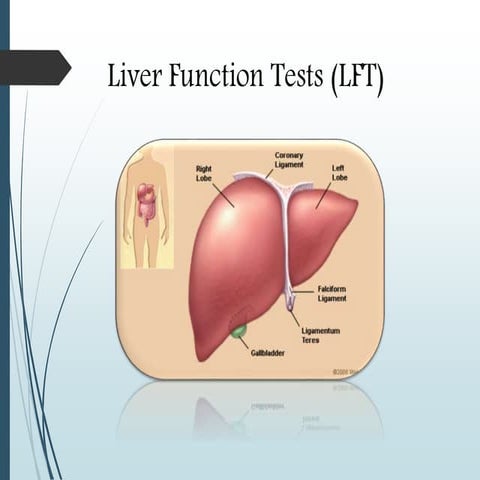 Liver function test