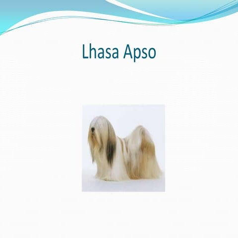 Lhasa apso | PPTX