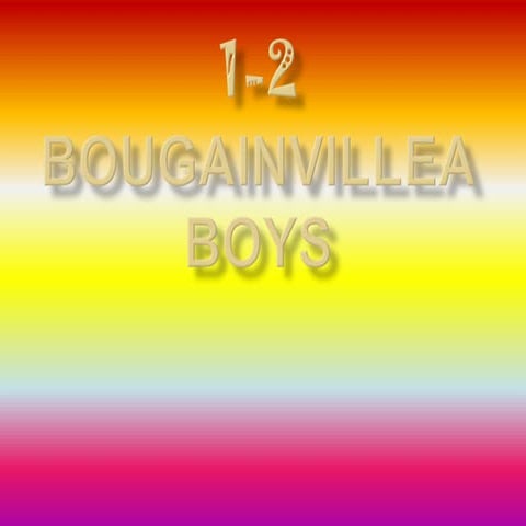 Liandra antido 1 2 bougainvillea