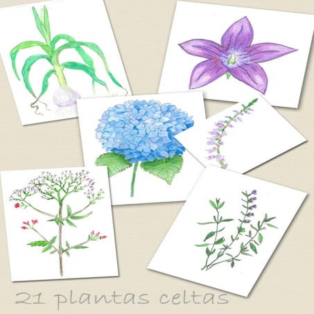 Libro as vinte e unha plantas celtas, formato b5