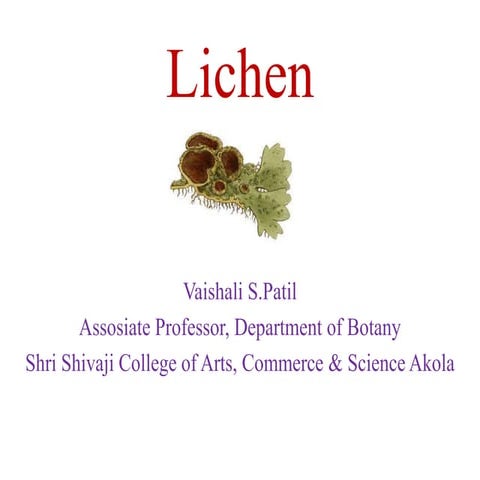Lichen