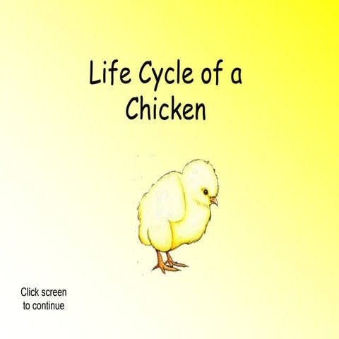 Life cycle-of a hen
