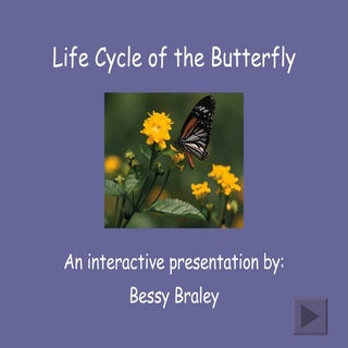 Life Cycle Of The Butterfly
