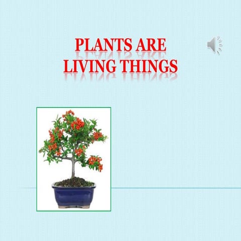 Life cycle of a plant