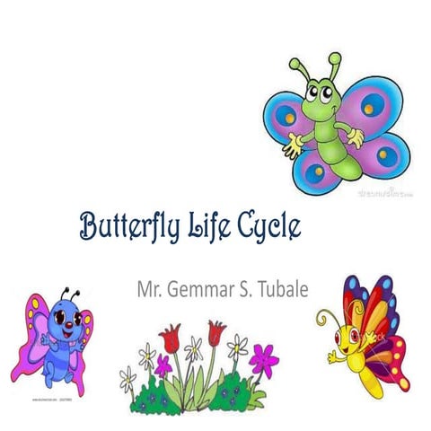 Life cycle of a butterfly