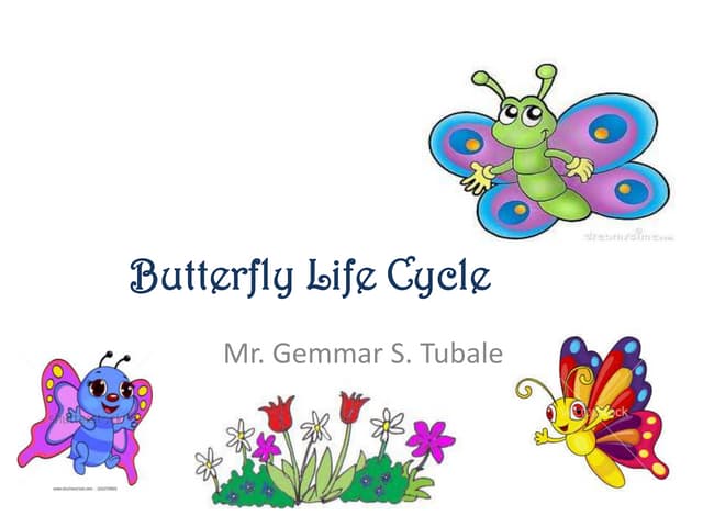 Life cycle of a butterfly