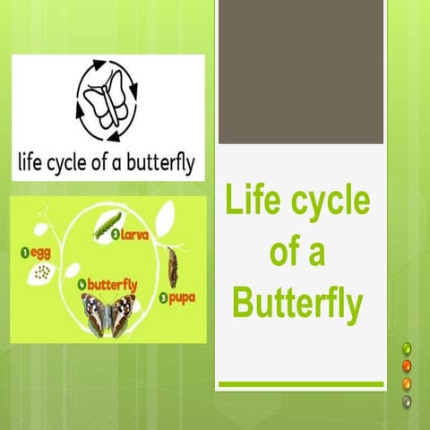 Life cycle of a butterfly quiz | PPTX