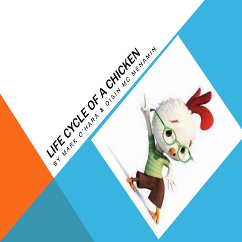 Life cycle of a chicken mark oisin