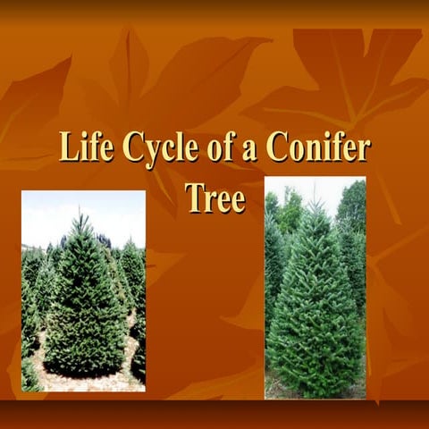 Life cycle of a conifer tree