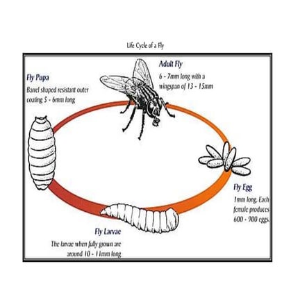 Life Cycle Of A Fly