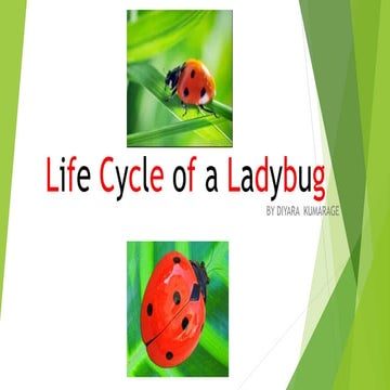 Life cycle of a ladybug diyara kumarage | PPTX